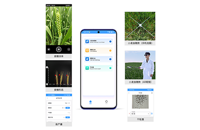 营口市小麦亩穗数分析仪IN-XM02