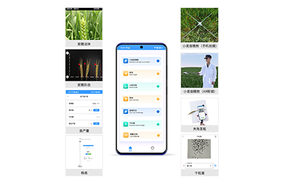 营口市小麦表型测量仪IN-XM05